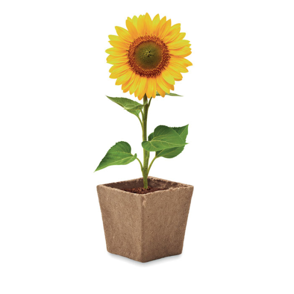 SUNFLOWER KIT MO2411 – Image 3