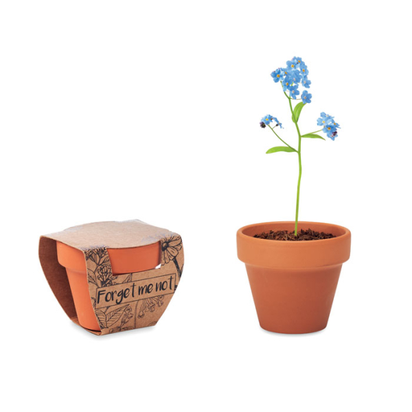 FORGET ME NOT MO6146
