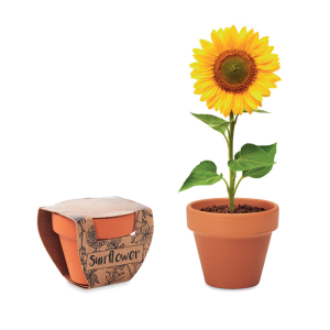 SUNFLOWER MO6147