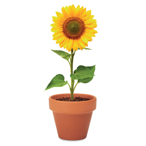 SUNFLOWER MO6147 – Image 5
