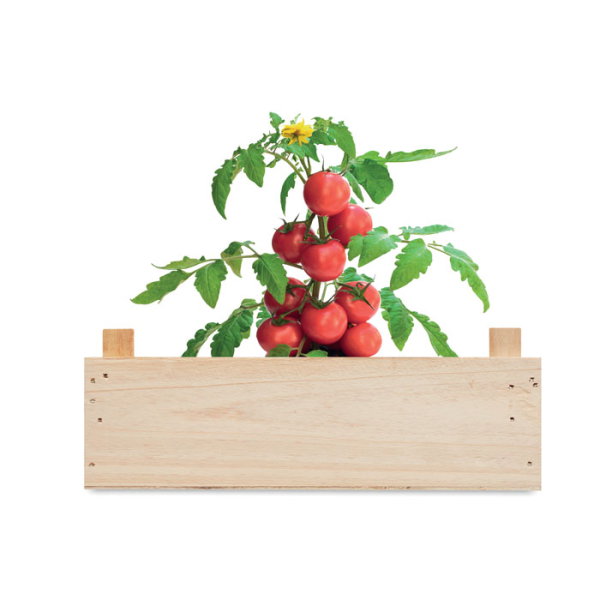 TOMATO MO6498 – Image 4